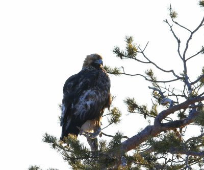 Steenarend - Golden Eagle