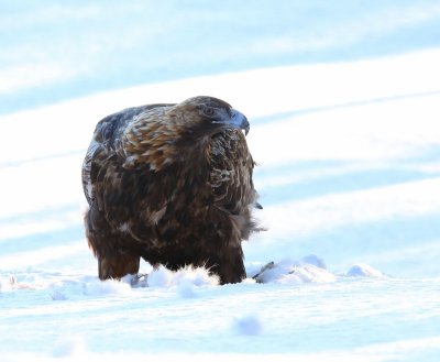 Steenarend - Golden Eagle