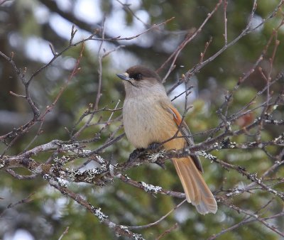 Taigagaai - Siberian Jay