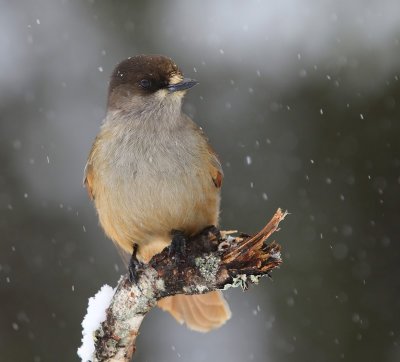 Taigagaai - Siberian Jay