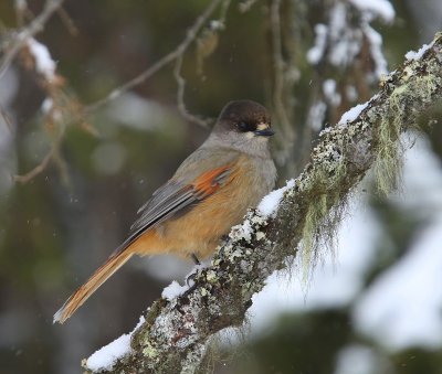 Taigagaai - Siberian Jay