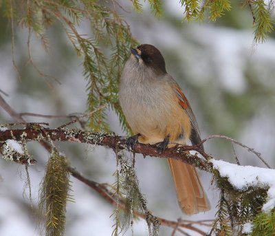 Taigagaai - Siberian Jay