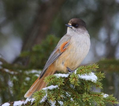 Taigagaai - Siberian Jay