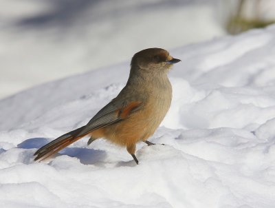 Taigagaai - Siberian Jay