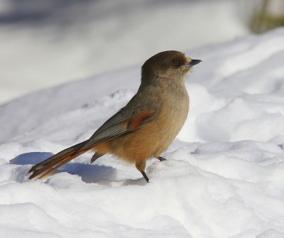 Taigagaai - Siberian Jay