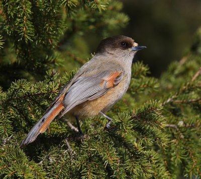 Taigagaai - Siberian Jay