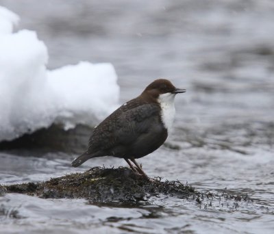 Waterspreeuw - White-throated Dipper