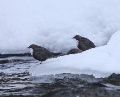 Waterspreeuw - White-throated Dipper