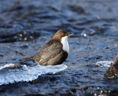 Waterspreeuw - White-throated Dipper