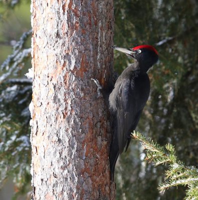 Zwarte Specht - Black Woodpecker