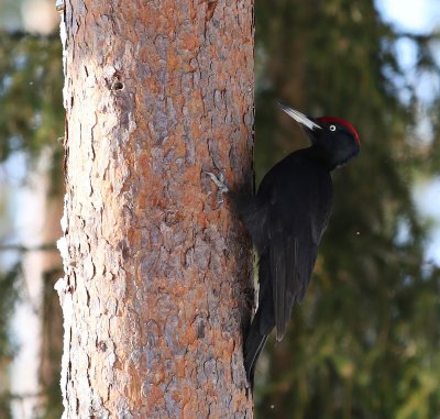 Zwarte Specht - Black Woodpecker