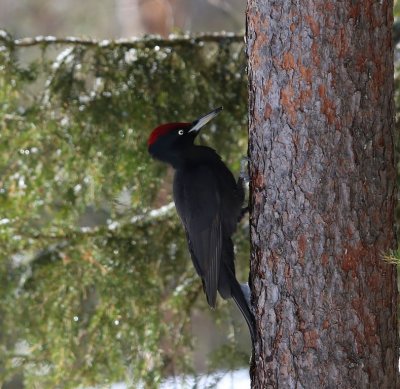 Zwarte Specht - Black Woodpecker