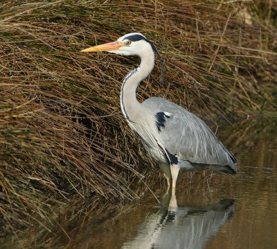 Blauwe Reiger - Grey Heron