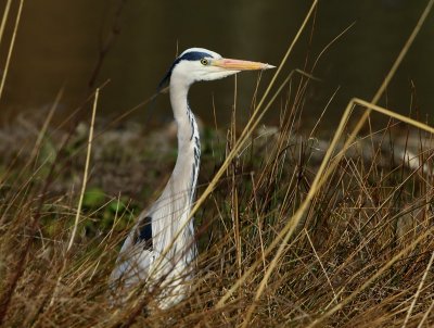Blauwe Reiger - Grey Heron