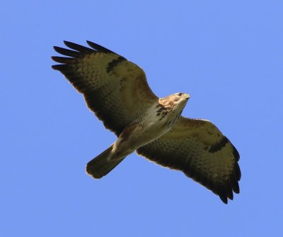 Buizerd - Common Buzzard