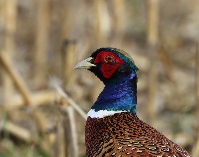 Fazant - Common Pheasant