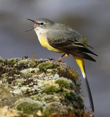 Grote Gele Kwikstaart - Grey Wagtail