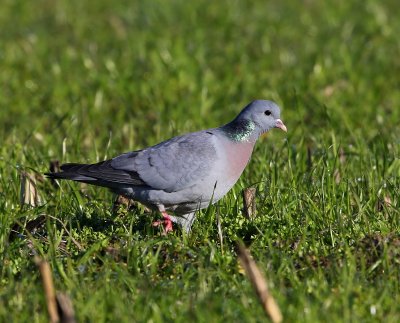 Holenduif - Stock Dove