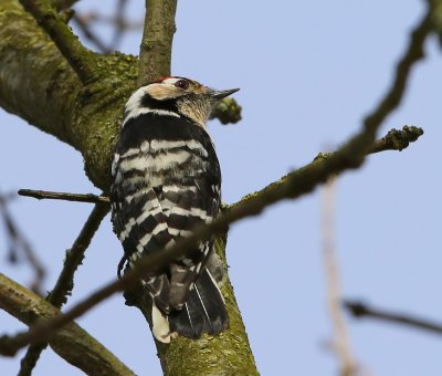 Kleine Bonte Specht - Lesser Spotted Woodpecker