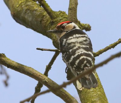Kleine Bonte Specht - Lesser Spotted Woodpecker