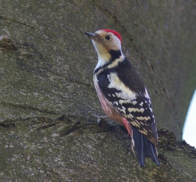 Middelste Bonte Specht - Middle Spotted Woodpecker