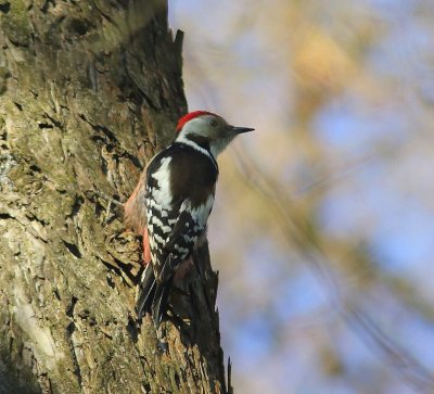 Middelste Bonte Specht - Middle Spotted Woodpecker