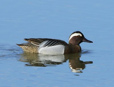 Zomertaling - Garganey