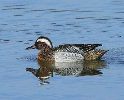 Zomertaling - Garganey
