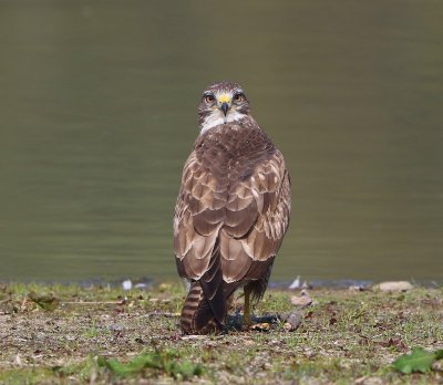 Buizerd - Common Buzzard