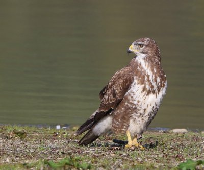 Buizerd - Common Buzzard
