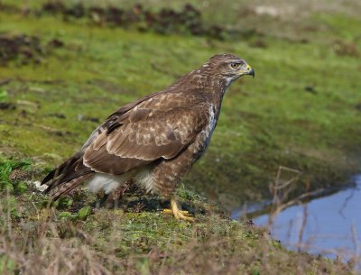 Buizerd - Common Buzzard
