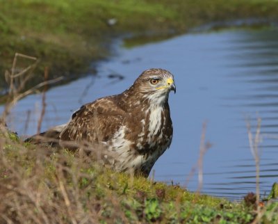 Buizerd - Common Buzzard