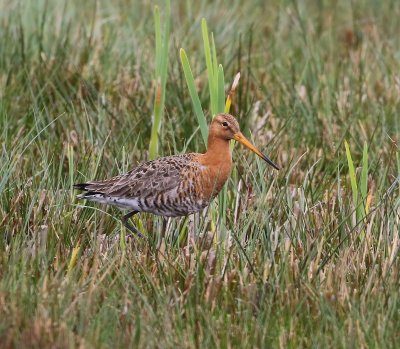 Grutto - Black-tailed Godwit