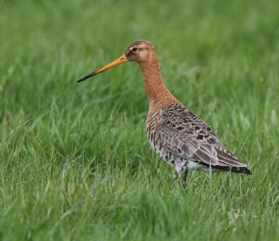 Grutto - Black-tailed Godwit