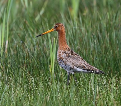 Grutto - Black-tailed Godwit
