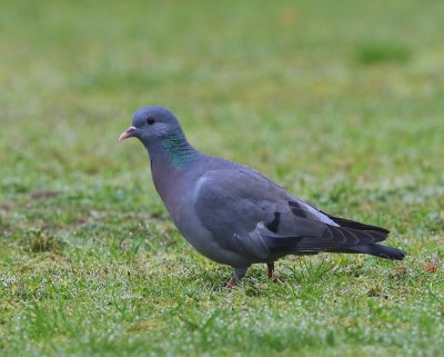 Holenduif - Stock Dove