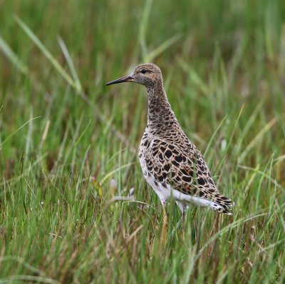 Kemphaan - Ruff