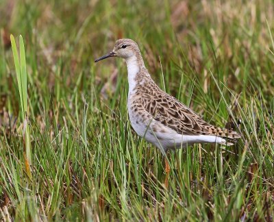 Kemphaan - Ruff