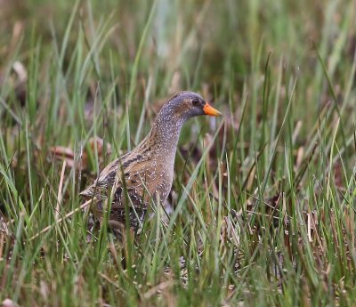 Porseleinhoen - Spotted Crake