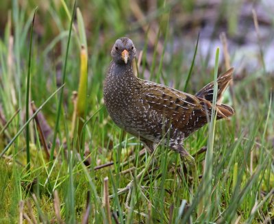 Porseleinhoen - Spotted Crake