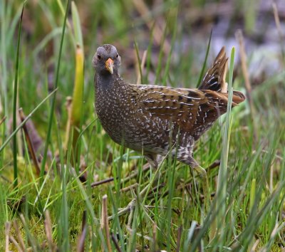 Porseleinhoen - Spotted Crake
