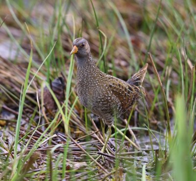 Porseleinhoen - Spotted Crake