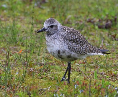 Zilverplevier - Grey Plover