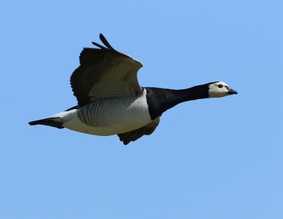 Brandgans - Barnacle Goose