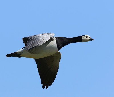Brandgans - Barnacle Goose