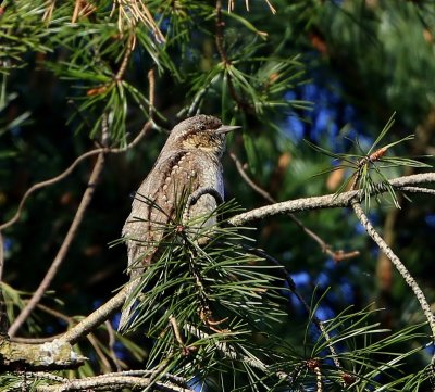 Draaihals - Eurasian Wryneck