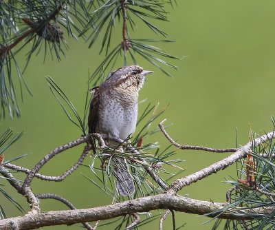 Draaihals - Eurasian Wryneck
