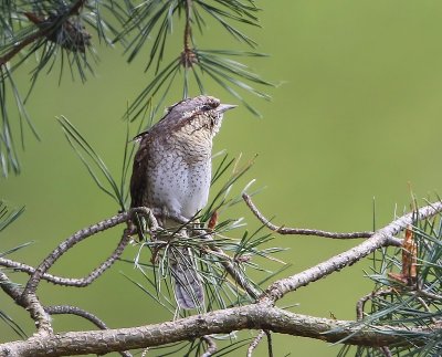 Draaihals - Eurasian Wryneck