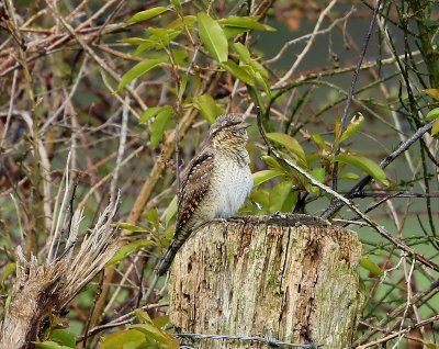 Draaihals - Eurasian Wryneck