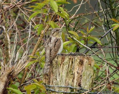 Draaihals - Eurasian Wryneck